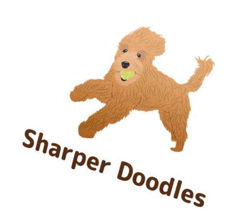 Sharper Poodles and Doodles in San Francisco, California